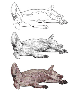 狗狗吃饭素描图片