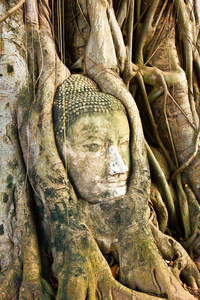 在一棵树在泰国内的佛头
