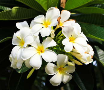 白色和黄色素馨鲜花与叶片的背景