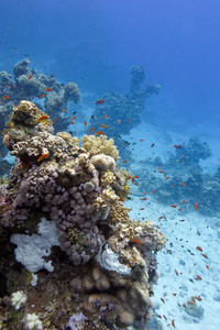 在底部的热带海蓝色的水背景上的珊瑚礁