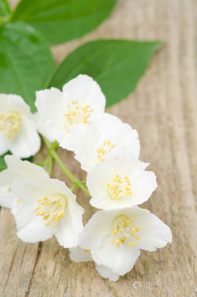 木制背景上茉莉花的分支