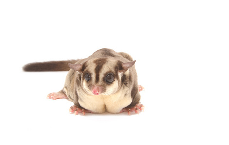 女性 sugarglider