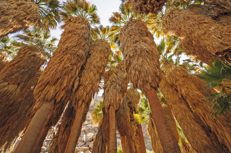 在一个隐藏的绿洲中的沙漠棕榈树