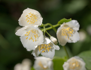 茉莉花