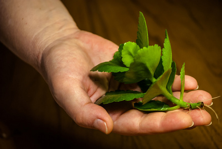 新鲜植物在女性手中