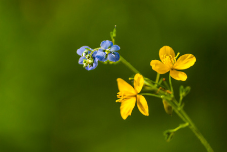 黄色和蓝色的草甸花
