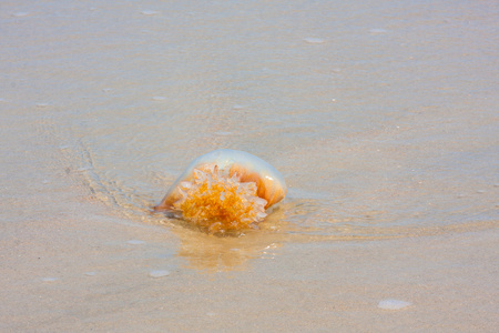 水母在海滩上