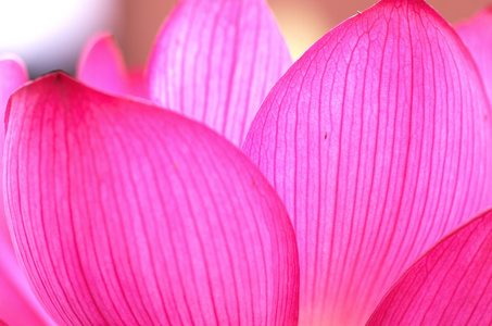 生动的粉红色莲花