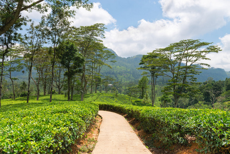 新鲜绿色锡兰茶种植园字段在山