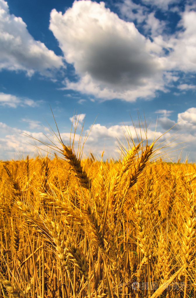 领域的成熟的小麦