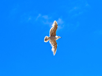 大海鸥在天空中图片