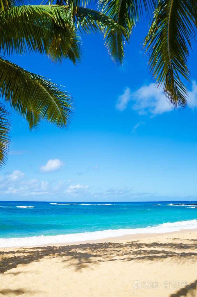 在夏威夷沙滩上的棕榈树