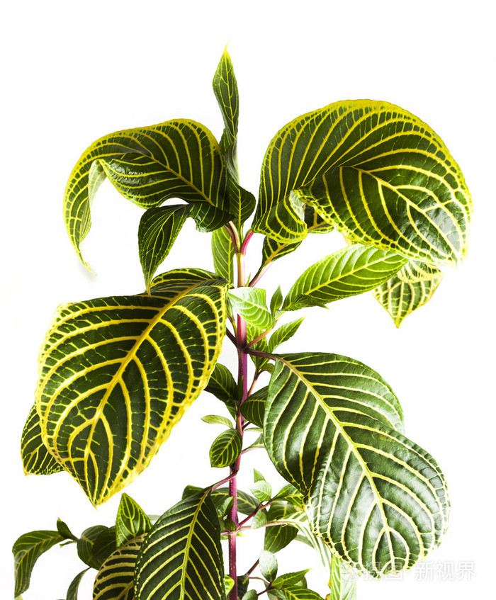 绿色的茎和叶关闭孤立在白色背景上