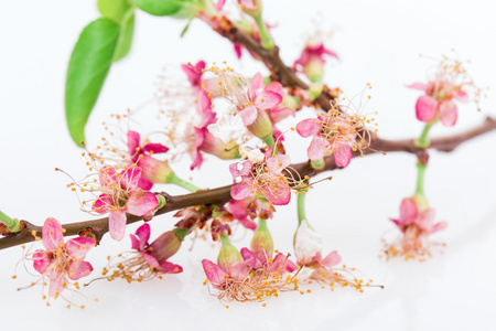 苹果花树