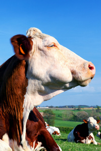 牛的肖像