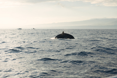 在太平洋海豚图片