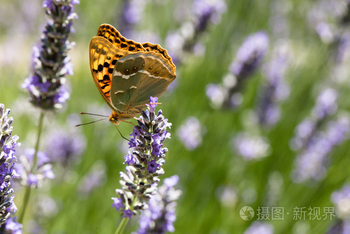 坐在熏衣草植物只美丽的蝴蝶