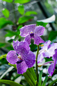 在植物园中美丽鲜艳的兰花花朵