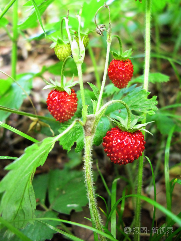 野草莓莓水果甜点在森林里