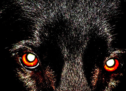 红红的动物眼睛图片