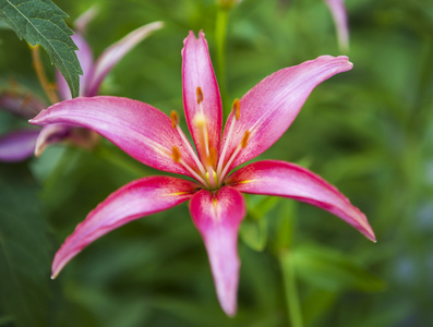 与红色花瓣花关门