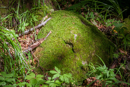 石头与森林里的苔藓