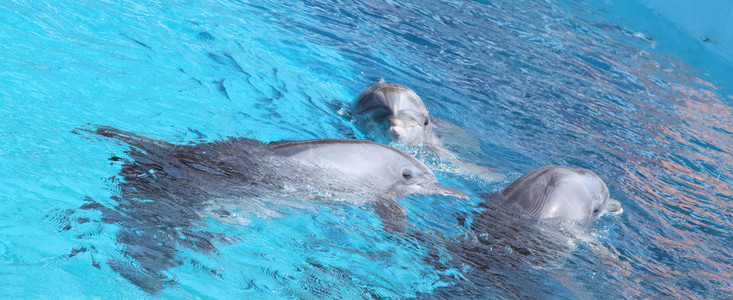 在淡蓝色水中跳舞的可爱海豚图片