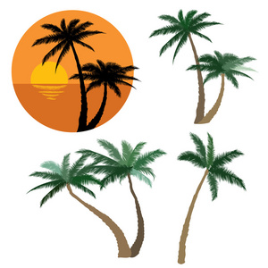 设置的各类棕榈树。孤立的对象。热带日落海滩与棕榈树图标。矢量热带集合