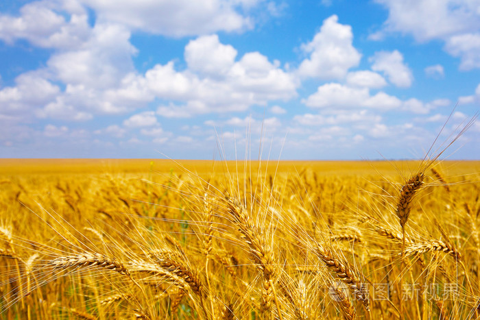 *3187px无水印下载免费10次/天下载小样发票合同问题/举报金小麦金