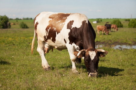 大母牛在草地上放牧