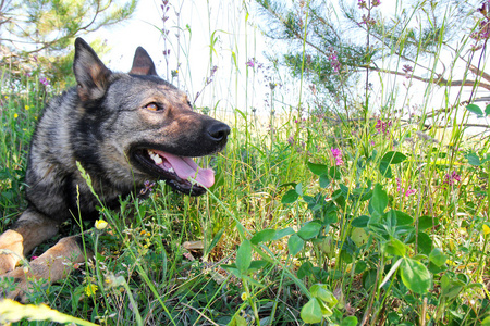 在一片草地上的草的德国牧羊犬