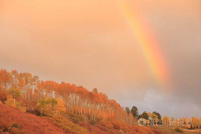 彩虹在阿斯彭森林，科罗拉多州