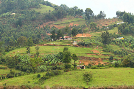 农村乌干达