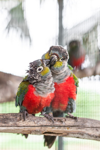 两个深红腹 conure