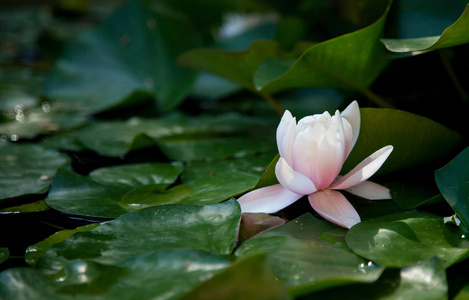 水百合花图片