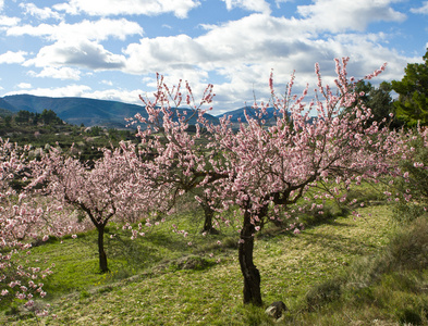杏仁果园中开花，阿利坎特西班牙