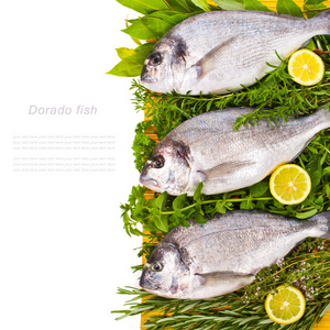 多拉多鲜鱼用新鲜叶子和草药和柠檬
