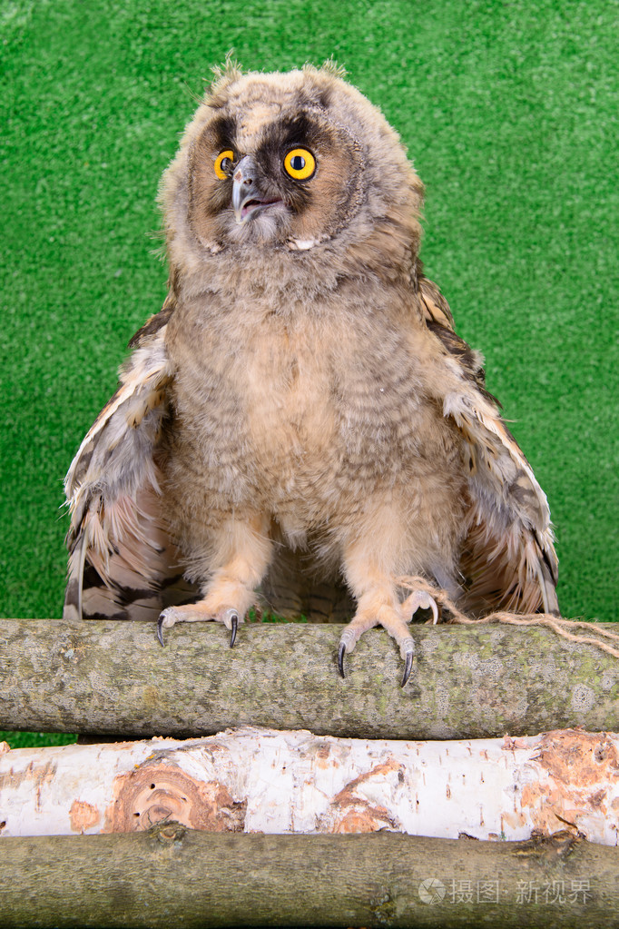 幼鸟猫头鹰
