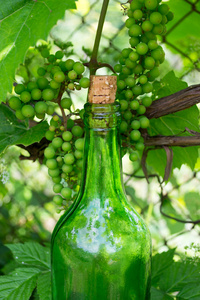葡萄酒瓶和年轻葡萄自然背景上