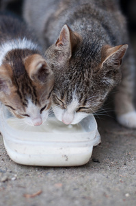 关闭的饿猫与年轻人喝牛奶