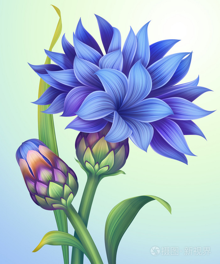 绿色的树叶与蓝色矢车菊的插图