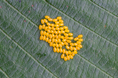 甘蓝夜蛾绢粉蝶卵上绿叶特写照片
