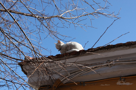 屋顶上的猫