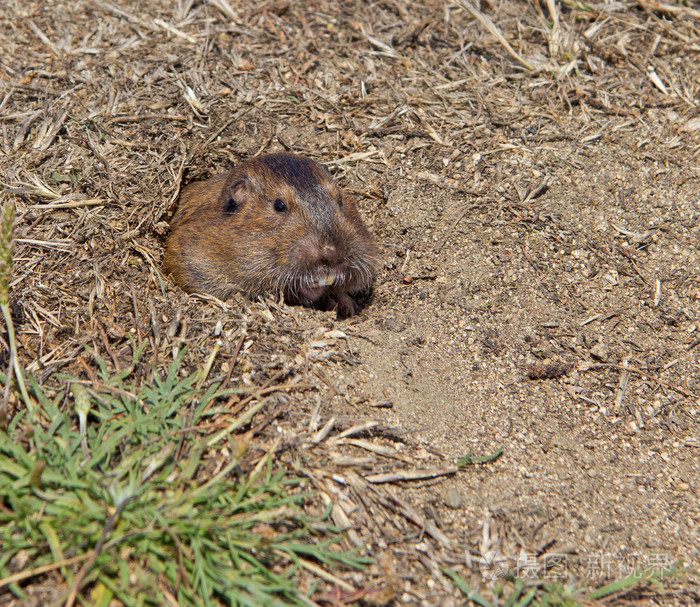 波塔斯口袋地鼠thomomysbottae
