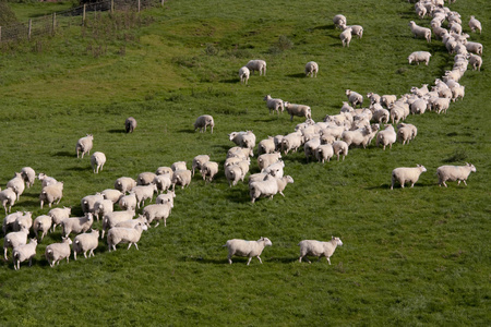 羊和小羊放牧在农村，农村中