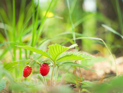 野生草莓浆果