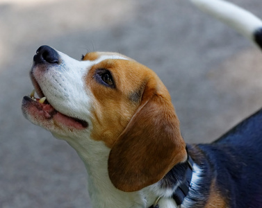 可爱的小猎犬狗