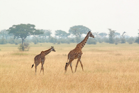 年轻的长颈鹿和的母亲
