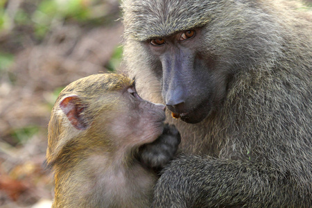 婴儿和母亲橄榄狒狒