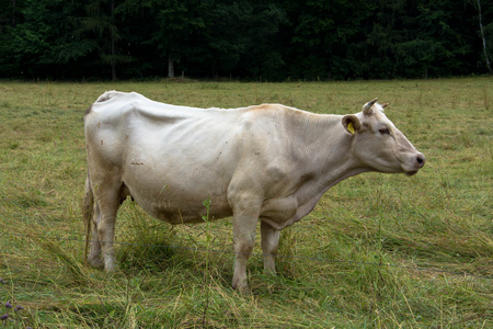 在一片草地上吃草的母牛